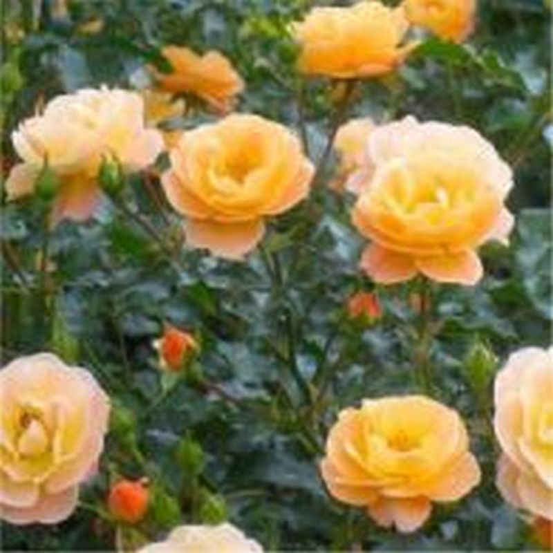 Flower Carpet Amber Rose